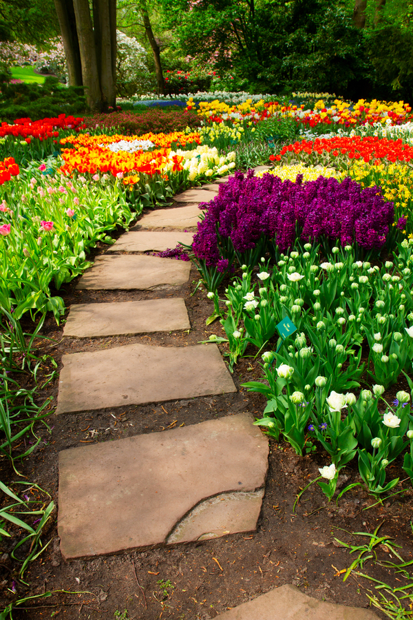 Curved flower bed with vibrant tulips and hyacinths along natural stone path, perfect for backyard garden